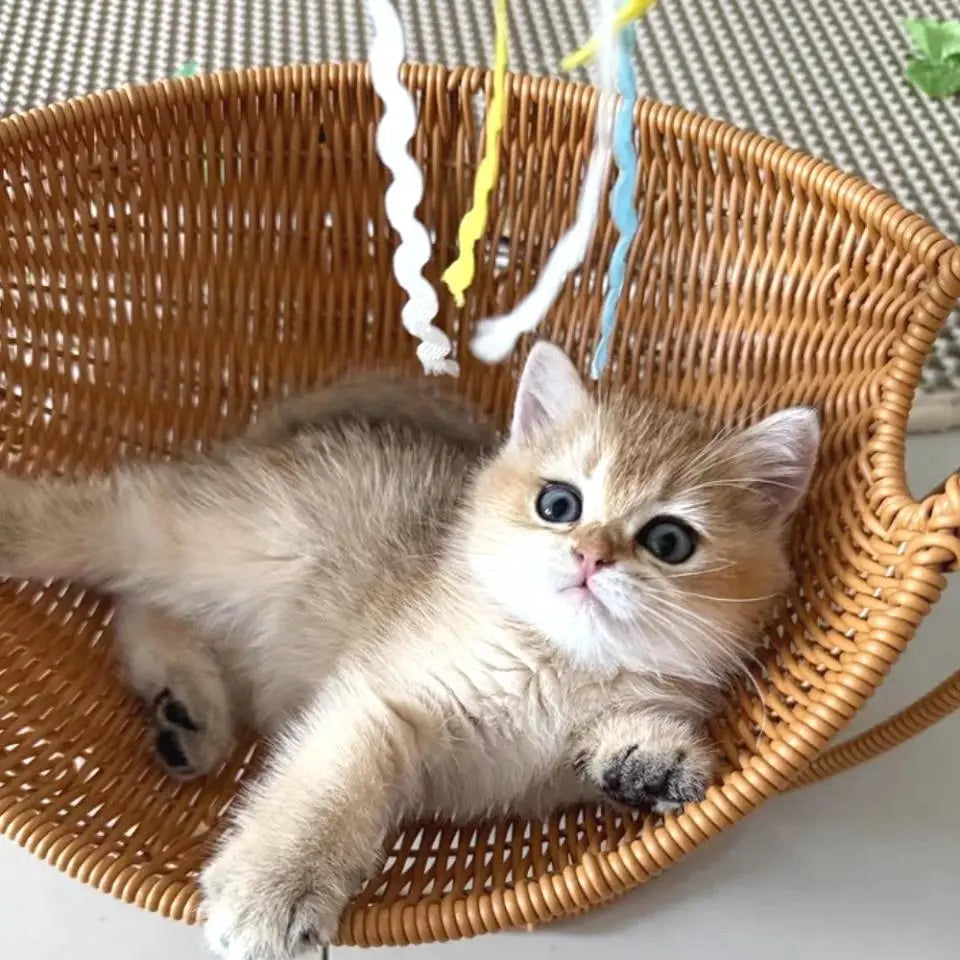 Hammock